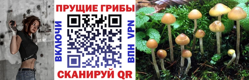 Псилоцибиновые грибы Cubensis даркнет сайт Якутск